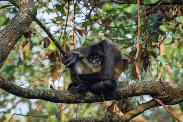 istock Howler monkey resting on a branch in a Belize zoo during daytime 2203385153