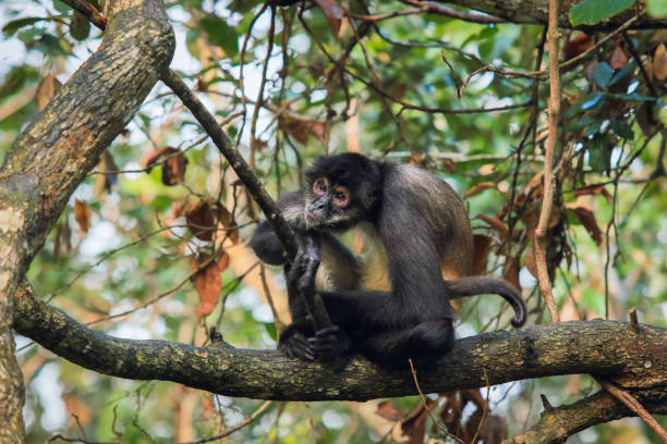 istock Monkey playing on a branch during a sunny day at a zoo in Belize 2203385170