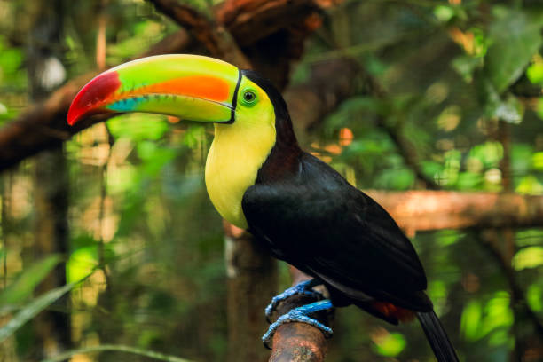 istock Colorful toucan perched on a branch at a zoo in Belize during the day 2203385191