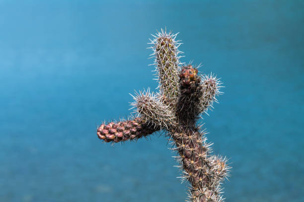 botany and nature