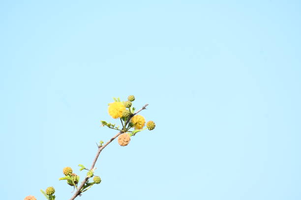 Vachellia nilotica flowers. Its other names gum arabic tree, babul, thorn mimosa, Egyptian acacia and thorny acacia. This is a tree in the family Fabaceae. Yellow Wildflower. acacia tree flower.