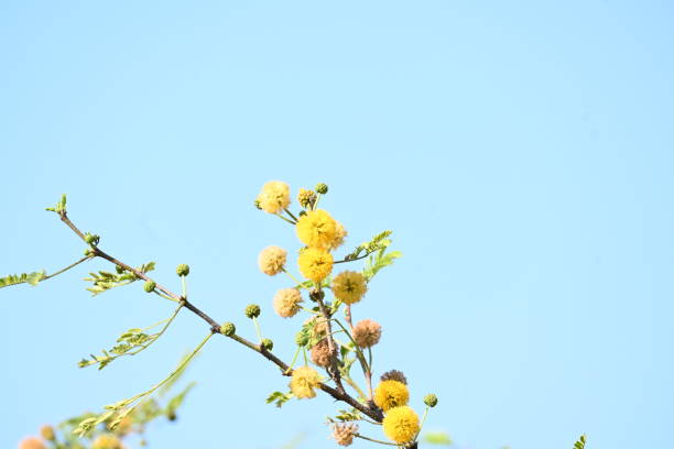 Golden Wattle, Acacia Longifolia or Long-Leaved Wattle in Bloom, background with copy space, full frame horizontal composition