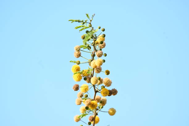 Acacia baileyana or Cootamundra wattle is a shrub or tree in the genus Acacia.