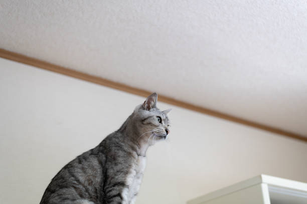 Cute cat sitting and staring