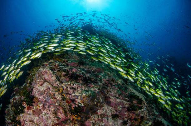 istock School of Fish Over Rock 2203396012