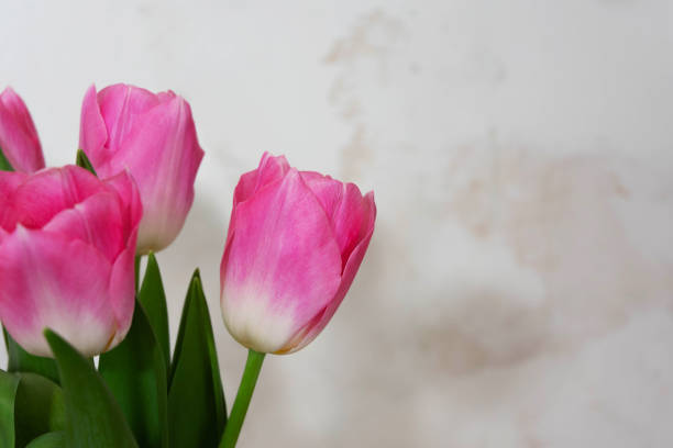 Delicate pink tulips with green leaves on a light background, emphasizing the beauty and freshness of spring nature.