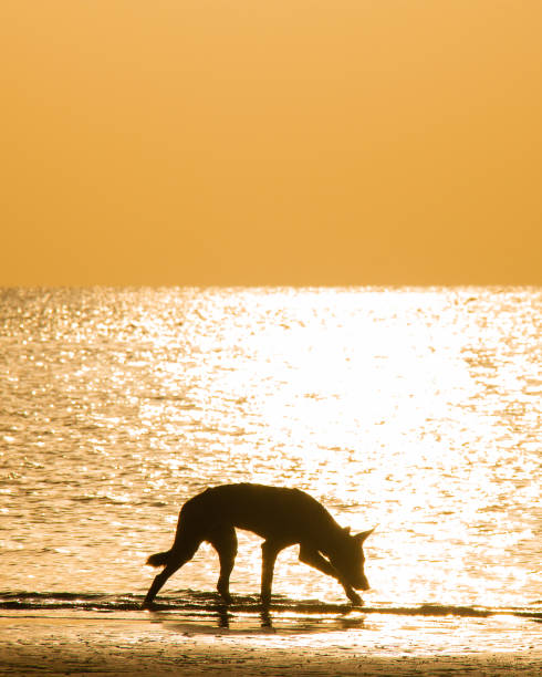 Dingo on the beach at sunset on K'gari Island Queensland Australia