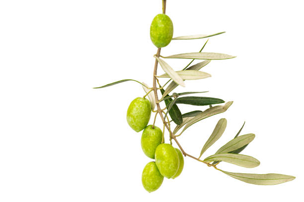 branch with olives isolated on white background