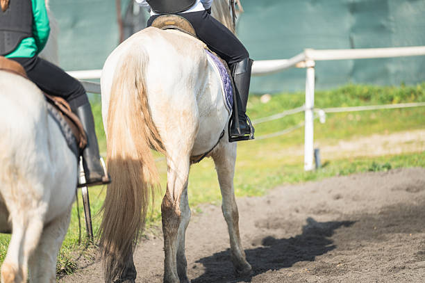 istock Two jockeys riding white horses in a riding school paddock 2203398217