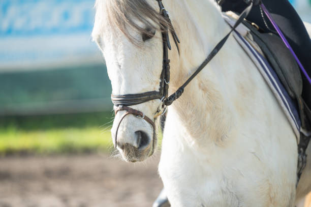 White horse wearing a bridle, standing gracefully in an outdoor riding stable, surrounded by the tranquil atmosphere of a paddock