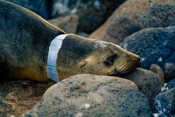 Galapagos sealion (Zalophus wollabaeki) carries plastic waste around its neck (Galapagos archipelago) Ecuador
