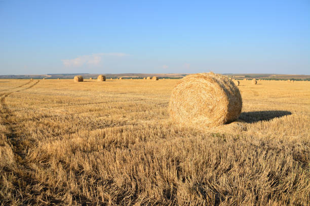 Hay Bales in a Summer Field in sunrise with blue sky