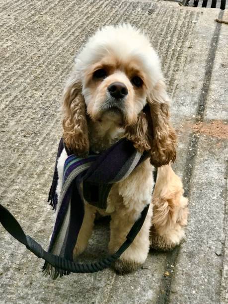 istock American Cocker Spaniel wearing blue striped scarf 2203399930