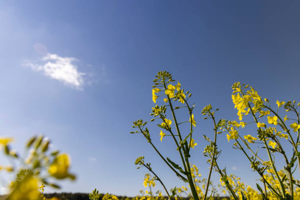istock beautiful rapeseed flowers in sunny spring weather 2203401622