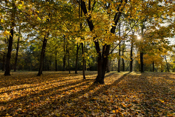 istock sunny day in the park during the autumn leaf fall 2203401634