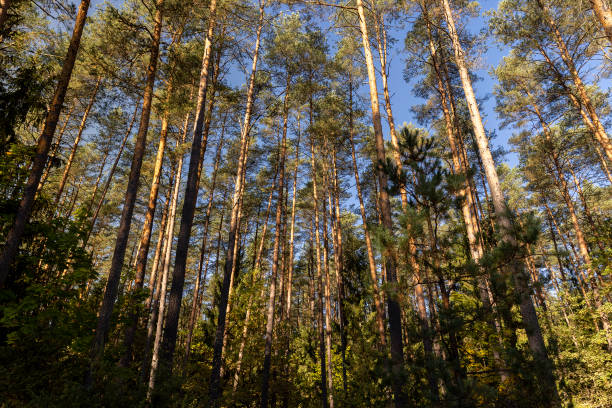 istock pine forest with tall trees in sunny autumn weather 2203401775