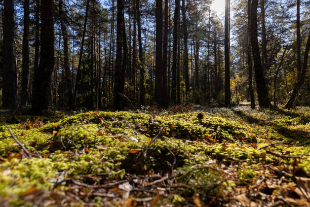 istock pines and other trees in the forest in Europe 2203401816