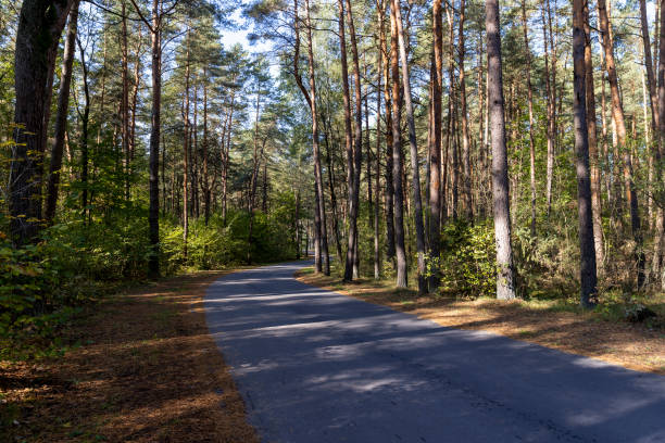 a road in a forest with trees in the autumn season, fallen yellow and orange foliage on the road after falling on the road in late summer