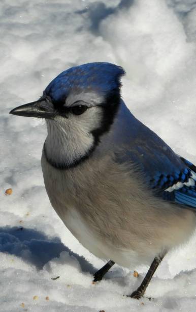 istock Close-up of a blue jay standing on snow 2203401889