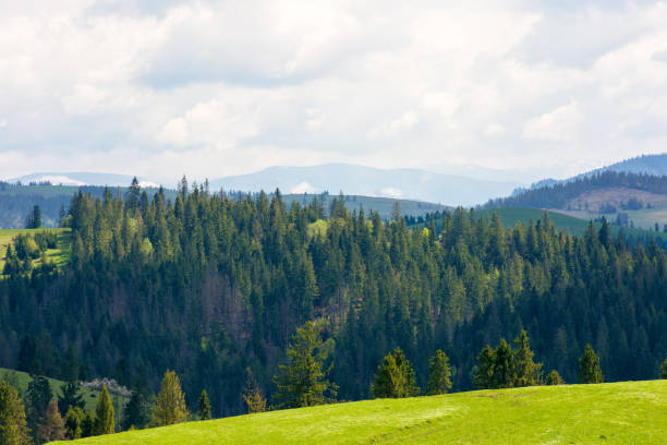 istock hillside of mountain range with coniferous forest and grassy meadow 2203402367