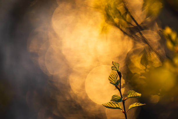 istock Spring forest leaf illuminated by sunlight in a serene Swedish woodland 2203403109