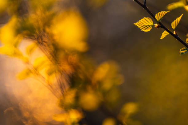 istock Spring forest leaves catching the warm sunlight in a serene Swedish landscape 2203403116