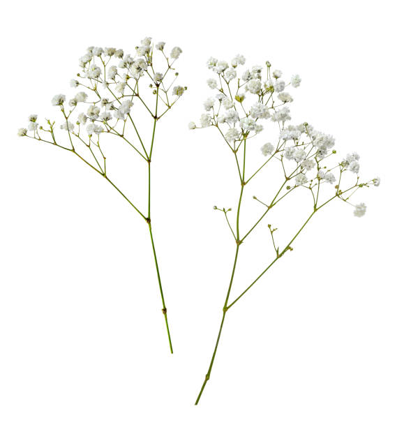 istock Small white gypsophila flowers isolated on white 2203403350