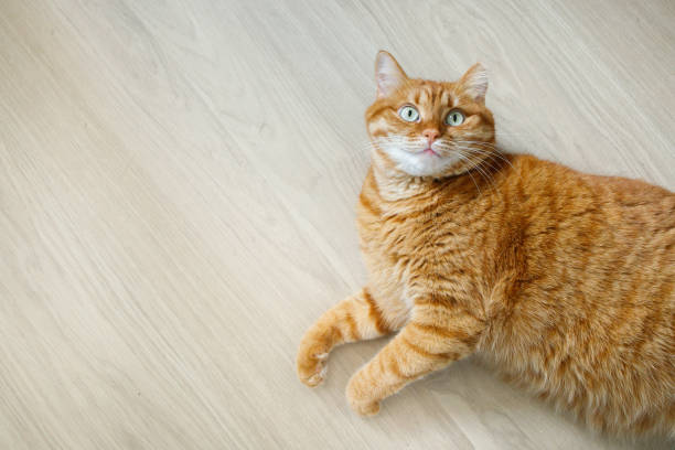 istock Cute orange cat lying on the floor and looking at camera top view with copy space 2203403991