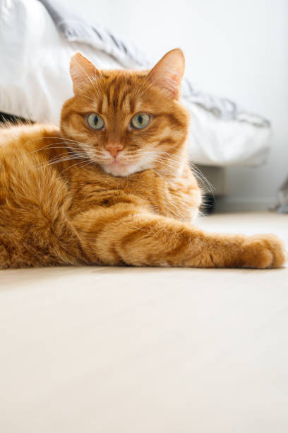 istock Cute orange cat lying on the floor close up portrait 2203404010