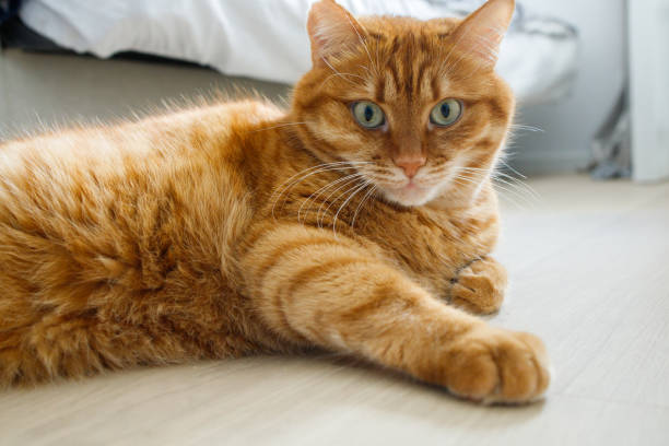 istock Cute orange cat lying on the floor and looking at camera close up portrait 2203404068