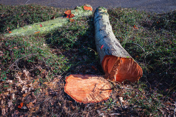 A felled tree trunk lies close to its severed trunk, revealing vibrant red heartwood that contrasts its somber tale of loss and necessity