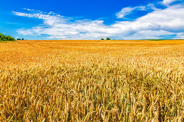 istock Ears of wheat on a blue sky background.Harvestable wheat field blue sky white clouds.Wheat close up.Agricultural farm. 2203407603