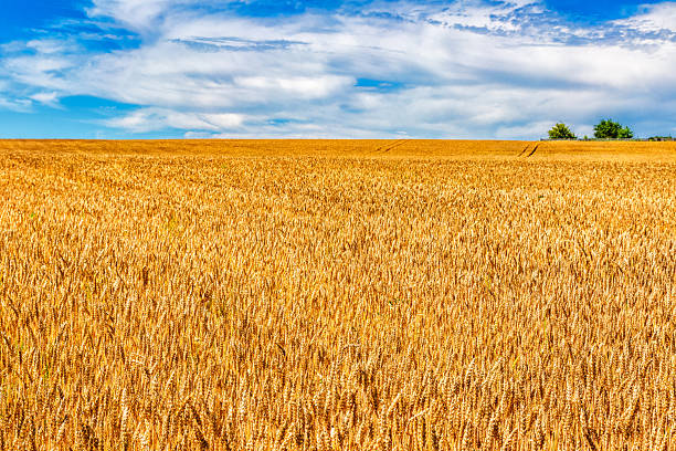 istock Ears of wheat on a blue sky background.Harvestable wheat field blue sky white clouds.Wheat close up.Agricultural farm. 2203407611