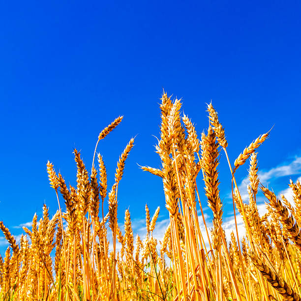 Ears of wheat on a blue sky background.Harvestable wheat field blue sky white clouds.Wheat close up.Agricultural farm.