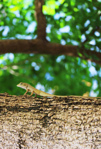 Closeup of a Brown Chameleon Crawling on a Tropical Tree Branch