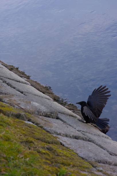istock Crow with outstretched wings stands on a moss-covered stone slope by a calm water surface 2203408309