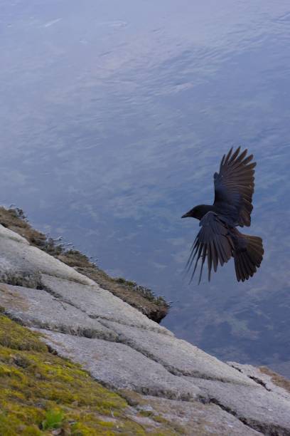 istock Crow in flight over a calm water surface, showcasing its detailed feathers 2203408325