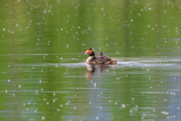 a waterbird swimming with its young on its back.