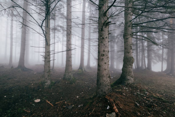 This image captures a dense forest shrouded in a thick fog, with towering trees standing as silent sentinels. The atmosphere is tranquil, evoking mystery and a sense of ethereal beauty.