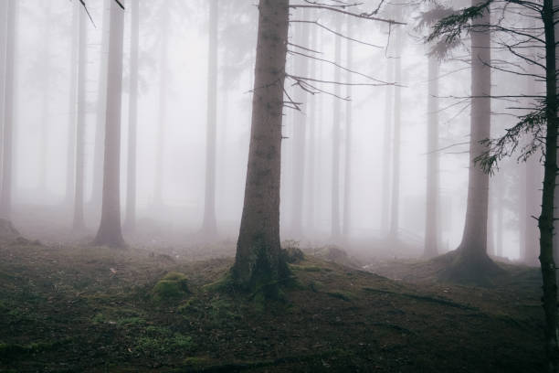 istock Ethereal Forest: Mist shrouded trees create a serene and mysterious atmosphere in this tranquil woodland scene The mist blurs the background 2203410093