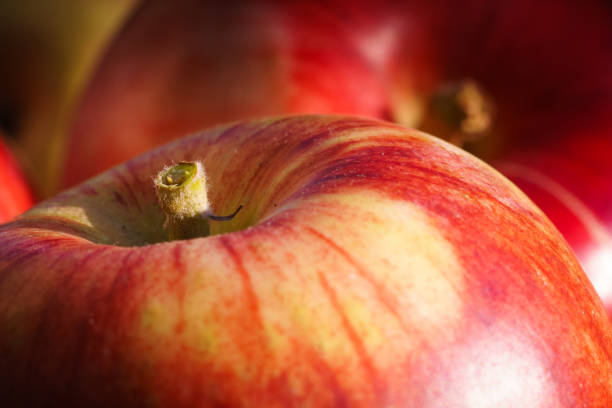 Close-up of an apple freshly picked