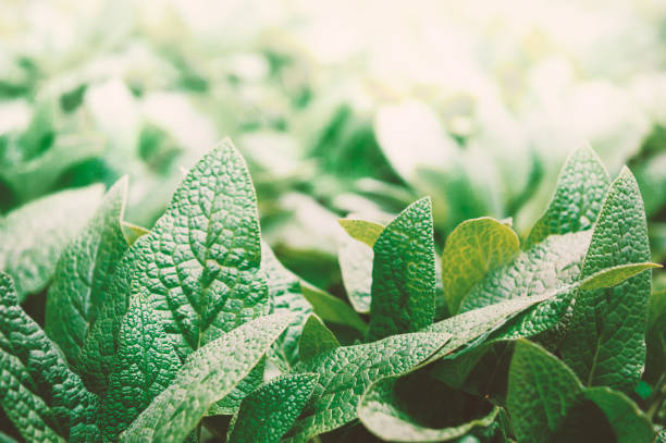 Fresh green leaves create a natural spring background. Lush foliage form a botanical texture perfect for nature themes