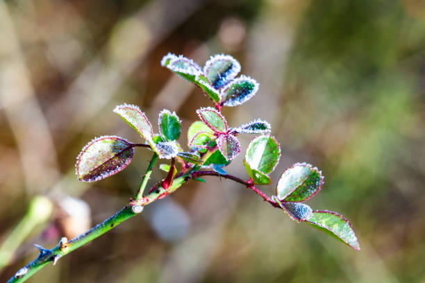 icy rose flower plant in winter with ice