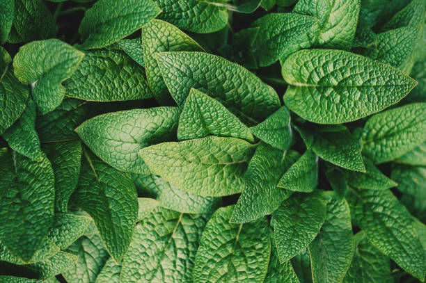 istock Fresh green leaves create a natural spring background. Lush foliage form a botanical texture perfect for nature themes 2203413901