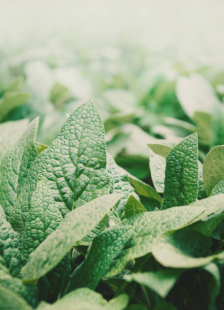istock Fresh green leaves create a natural spring background. Lush foliage form a botanical texture perfect for nature themes 2203413955