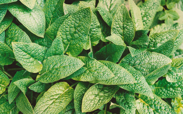 istock Fresh green leaves create a natural spring background. Lush foliage form a botanical texture perfect for nature themes 2203413971