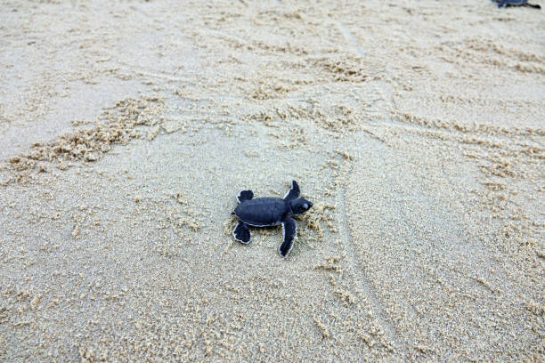 istock Baby Sea Turtle Crawling on Sandy Beach Towards the Ocean 2203414608