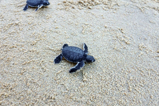 istock Baby Sea Turtle Crawling on Sandy Beach Towards the Ocean 2203414610