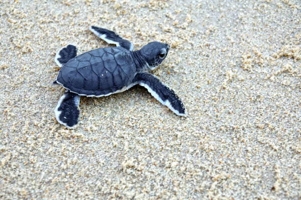 istock Baby Sea Turtle Crawling on Sandy Beach Towards the Ocean 2203414627