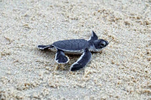 istock Baby Sea Turtle Crawling on Sandy Beach Towards the Ocean 2203414653